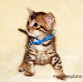 /album/alpha-leo/alpha-www-esbbengalcat-4-jpg1/